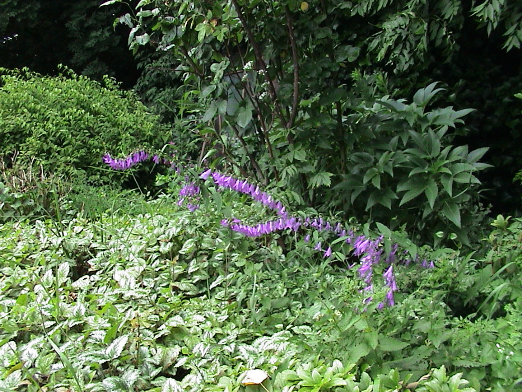 DSC00367.JPG
