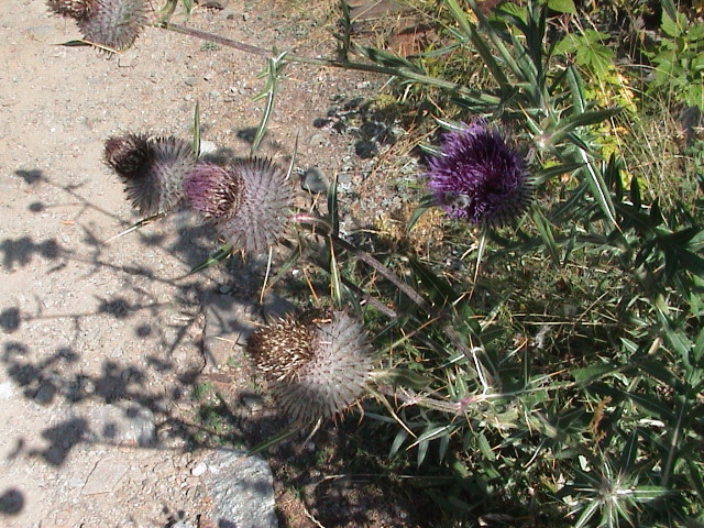 DSC00041.JPG