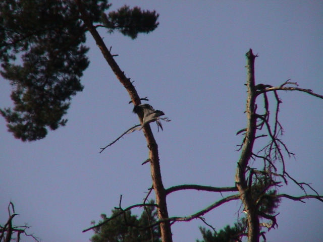 DSC00123.JPG