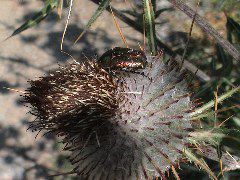 DSC00040.JPG