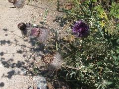 DSC00041.JPG